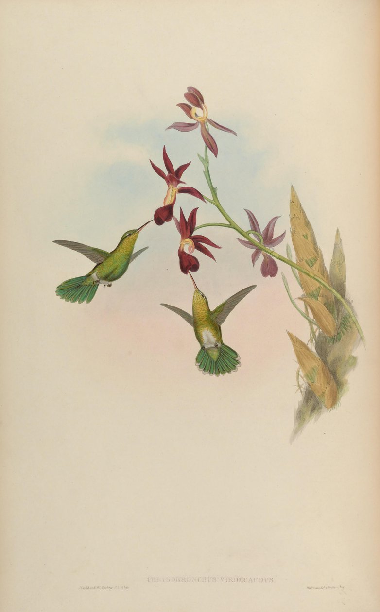 Chrysobronchus viridicauda von John Gould