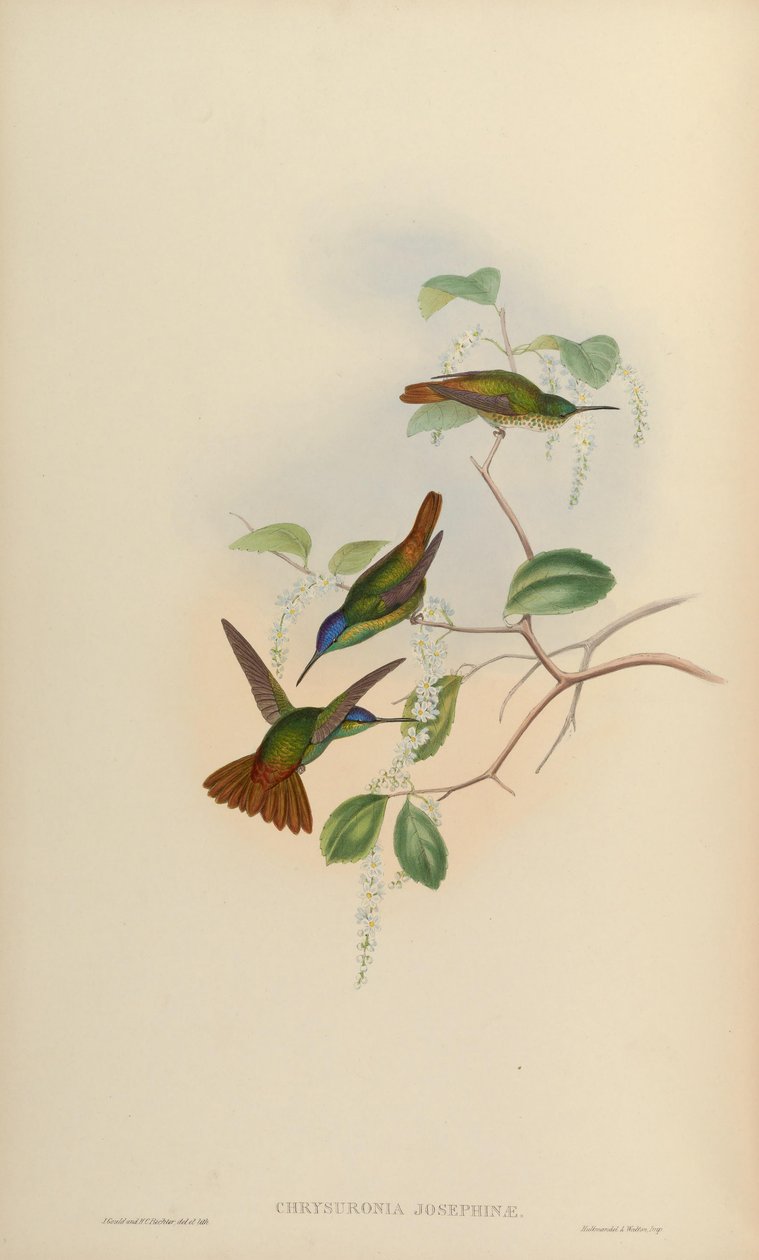 Chrysuronia josephinae = Chrysuronia oenone josephinae von John Gould