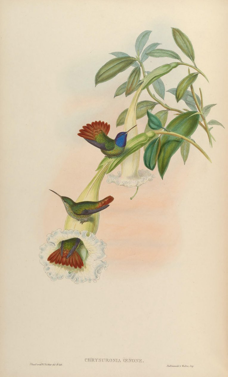 Chrysuronia oenone von John Gould