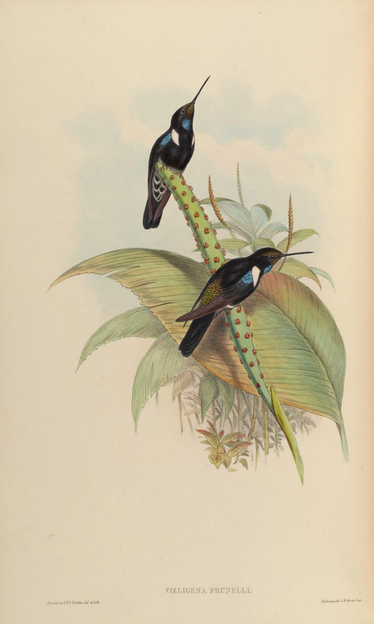 Coeligena prunellei von John Gould