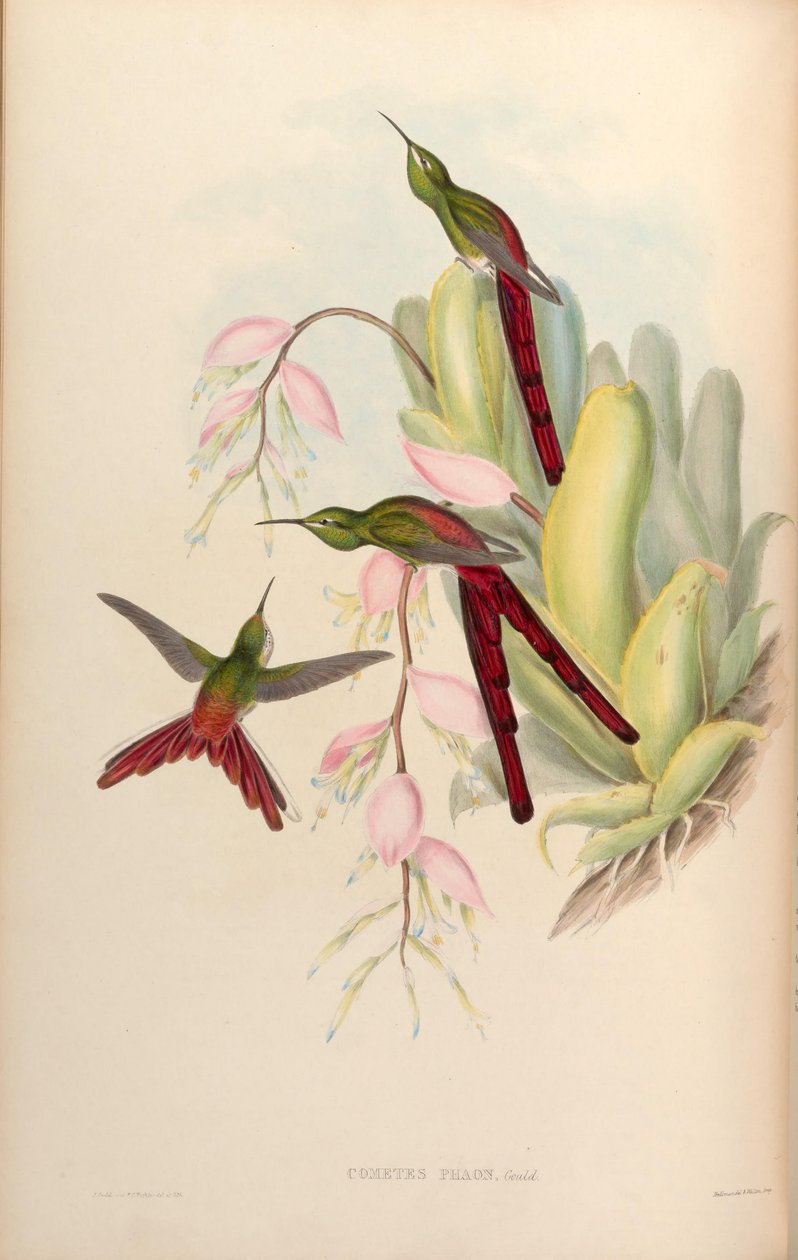Cometes phaon = Sappho sparganura von John Gould