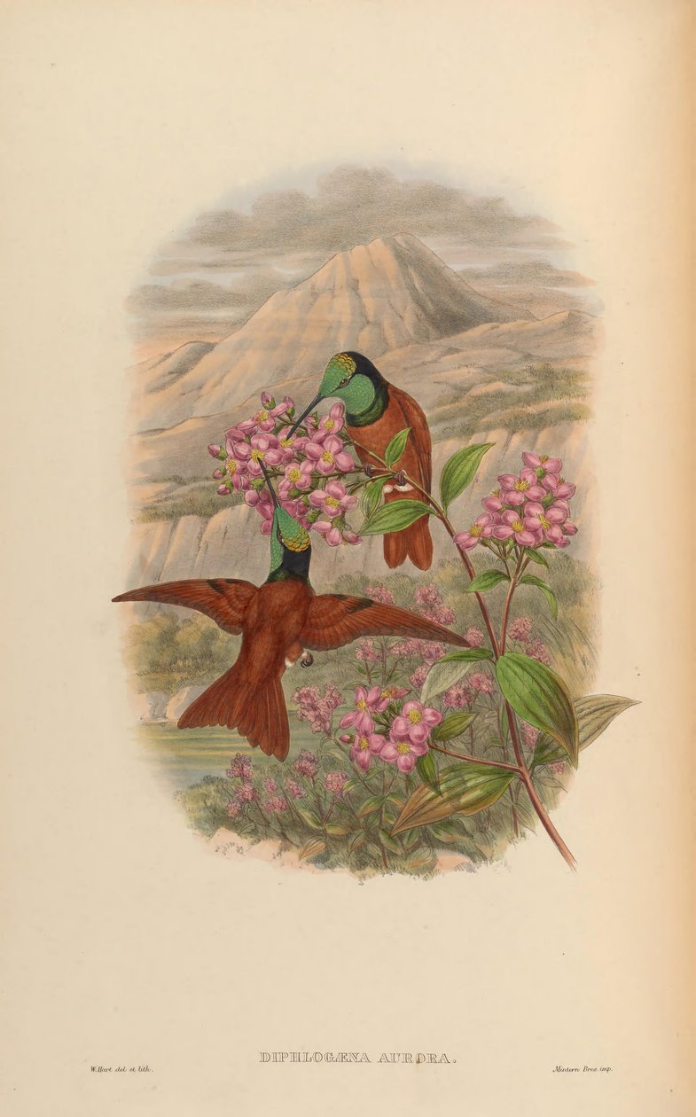 Diphlogaena aurora = Coeligena iris aurora von John Gould