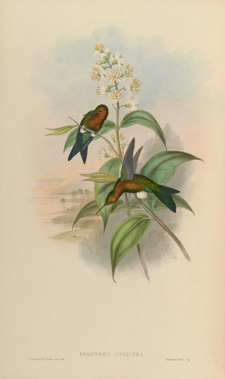 Eriocnemis mosquera von John Gould