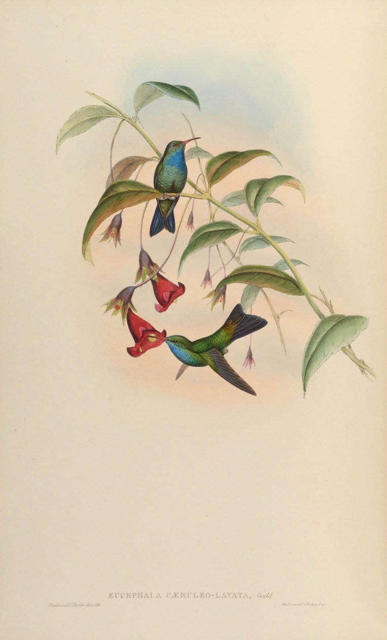 Eucephala caeruleolavata = ? - nur bekannt vom Typusexemplar aus Südostbrasilien; als gültige Art von Cory (1918) und Pinto (1937) behandelt; Peters (1945) behandelte es als Hybrid unbekannter Elternschaft von John Gould
