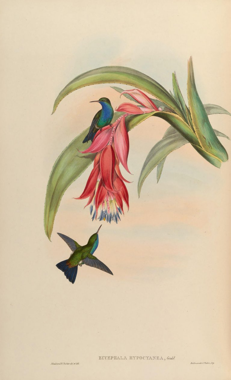 Eucephala hypocyanea = abweichender Chlorostilbon notata oder (C. notata X Hylocharis cyanus) von John Gould