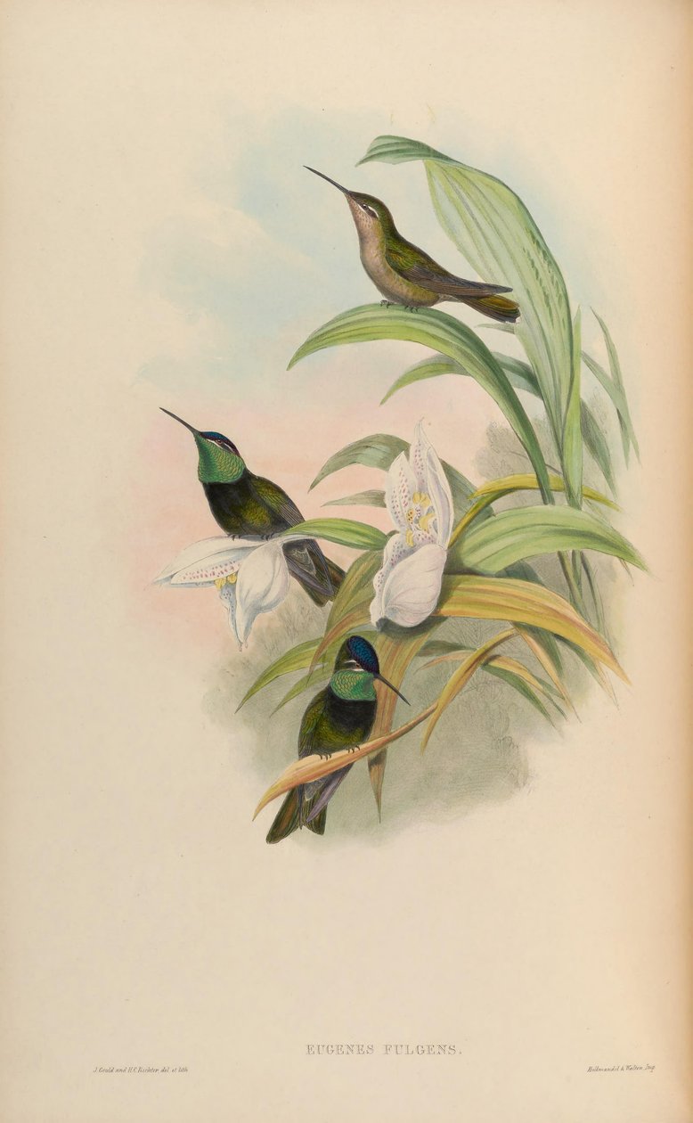 Eugenes fulgens von John Gould