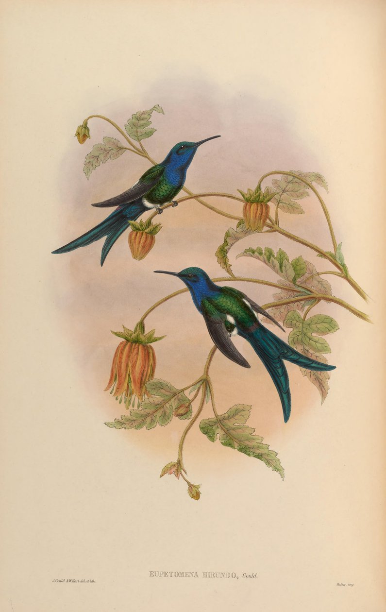 Eupetomena hirundo = Eupetomena macroura hirundo von John Gould