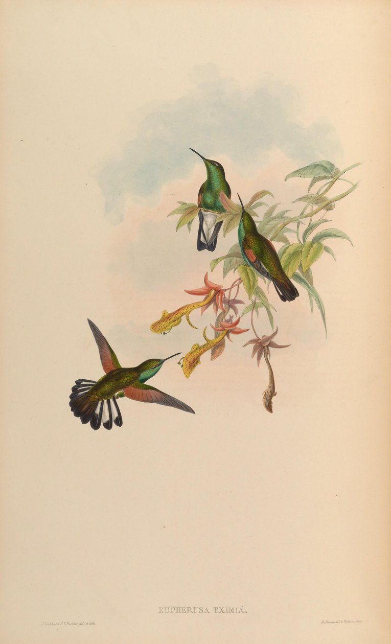 Eupherusa eximia von John Gould
