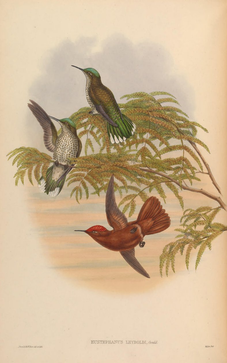 Eustephanus leyboldi = Sephanoides fernandensis leyboldi von John Gould