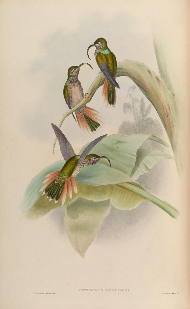 Eutoxeres condamini von John Gould