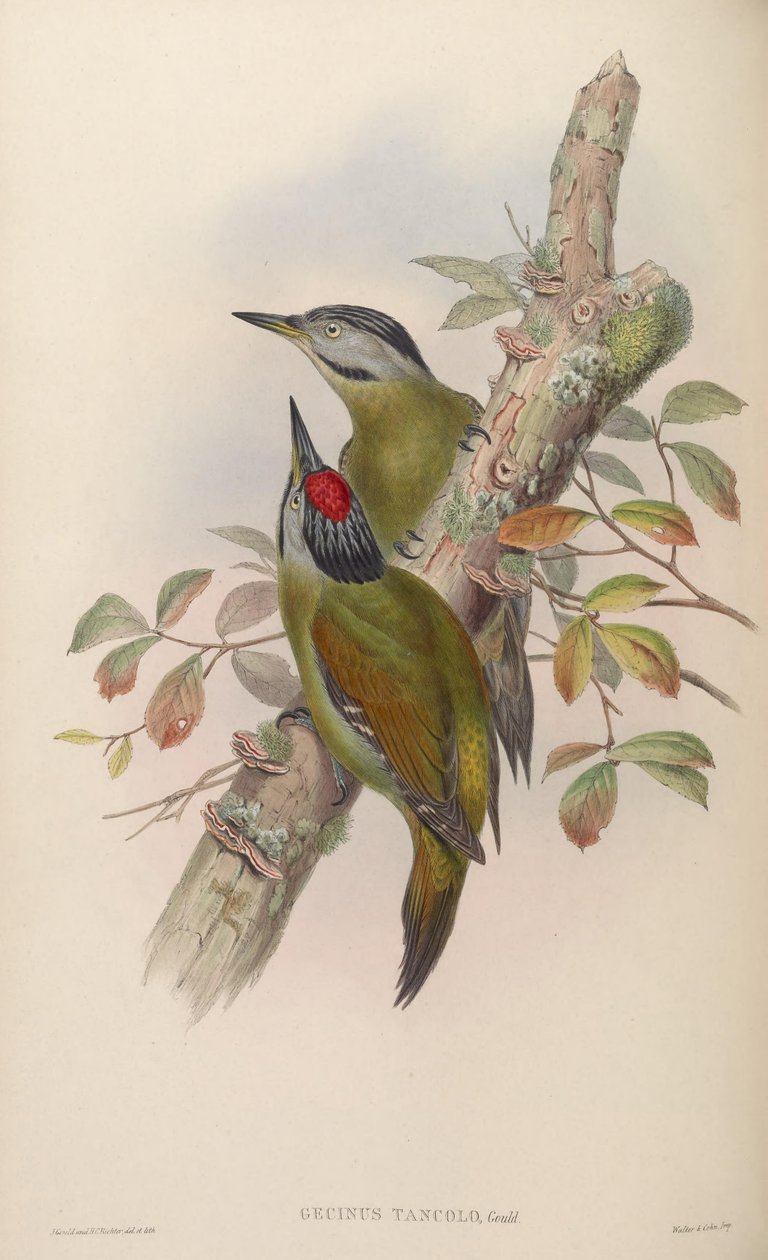 Picus canus tancolo von John Gould