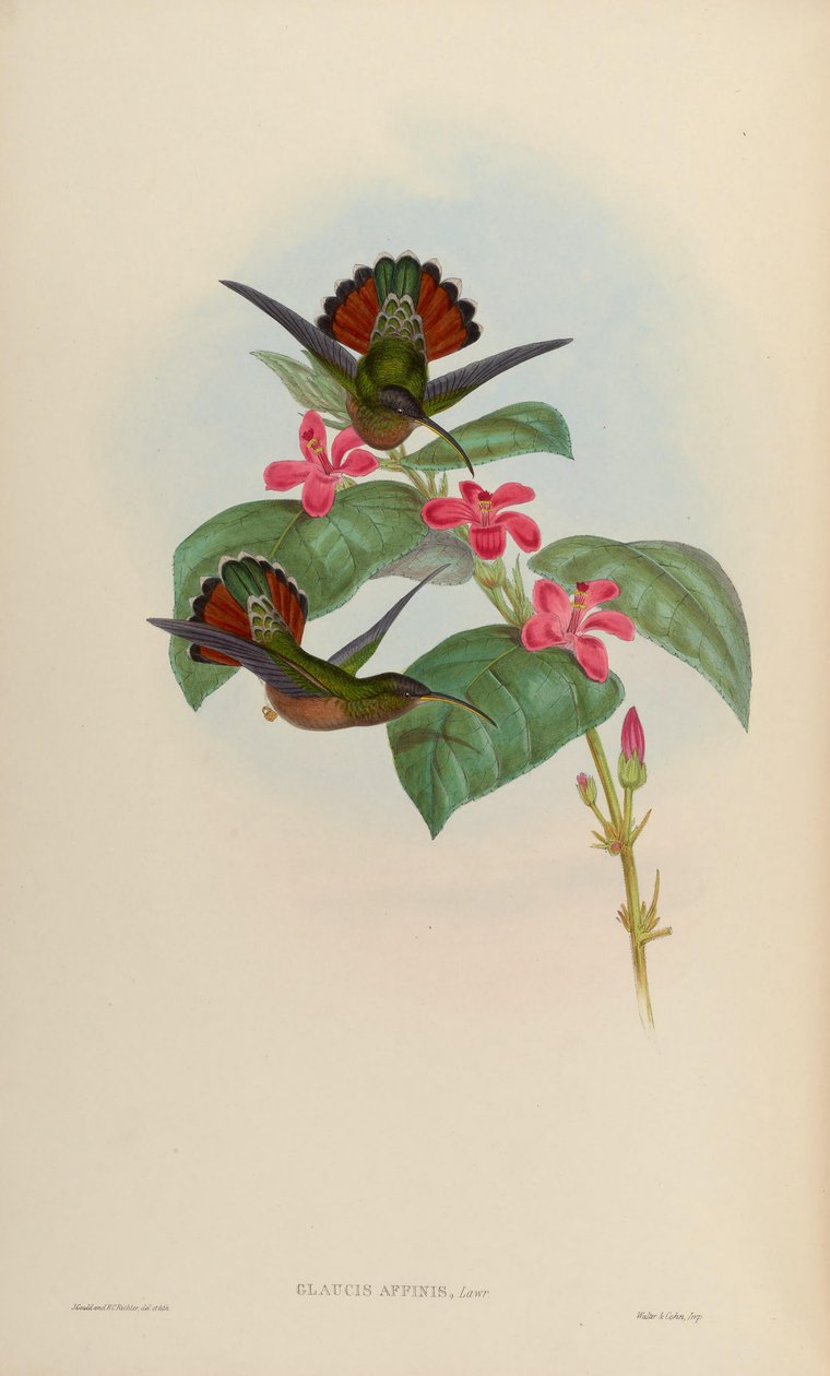 Glaucis affinis = Glaucis hirsutus hirsutus von John Gould