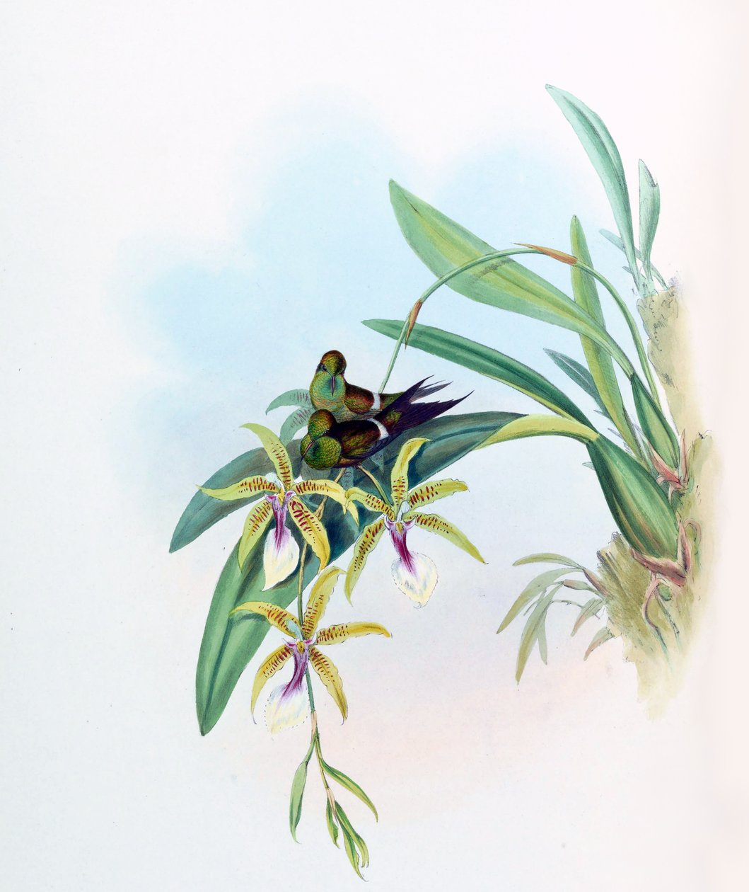 Gouldia laetitiae = Discosura letitiae mit Oncidium hastilabium von John Gould