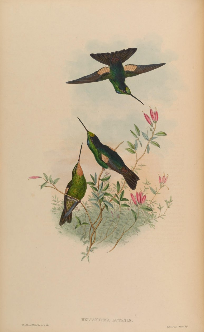 Helianthea lutetiae von John Gould