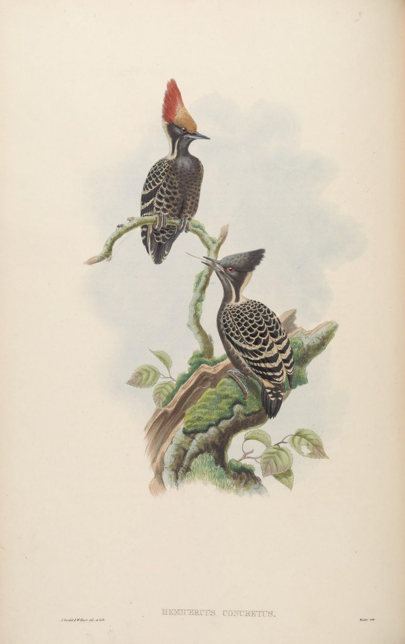 Hemicircus concretus von John Gould
