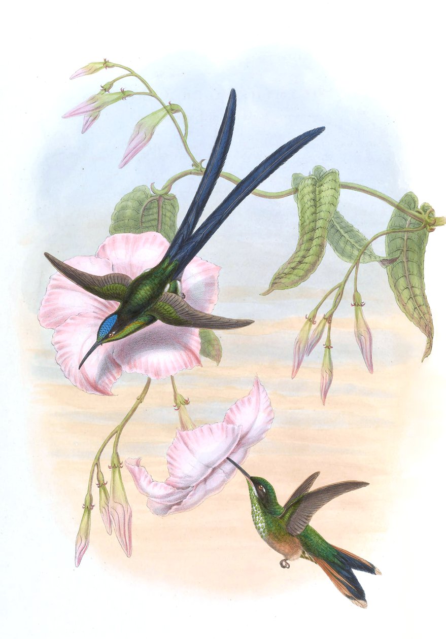 Hylonympha macrocerca von John Gould