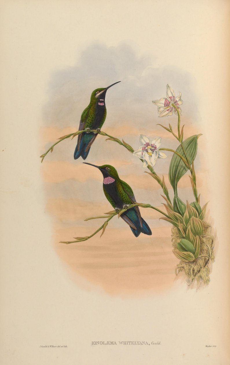Ionolæma whitelyana = Heliodoxa schreibersii whitelyana von John Gould