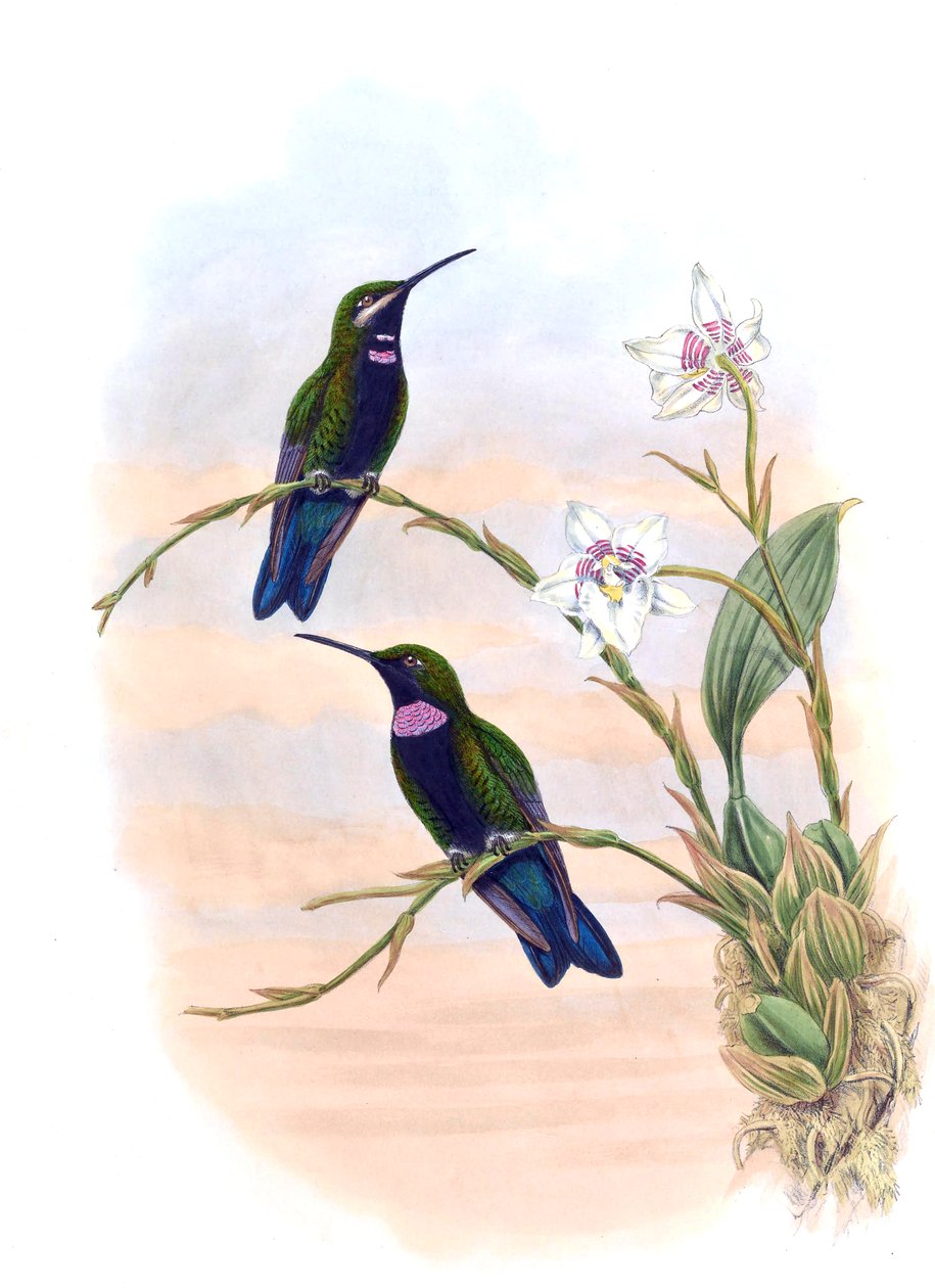 Ionolæma whitelyana = Heliodoxa schreibersii whitelyana von John Gould