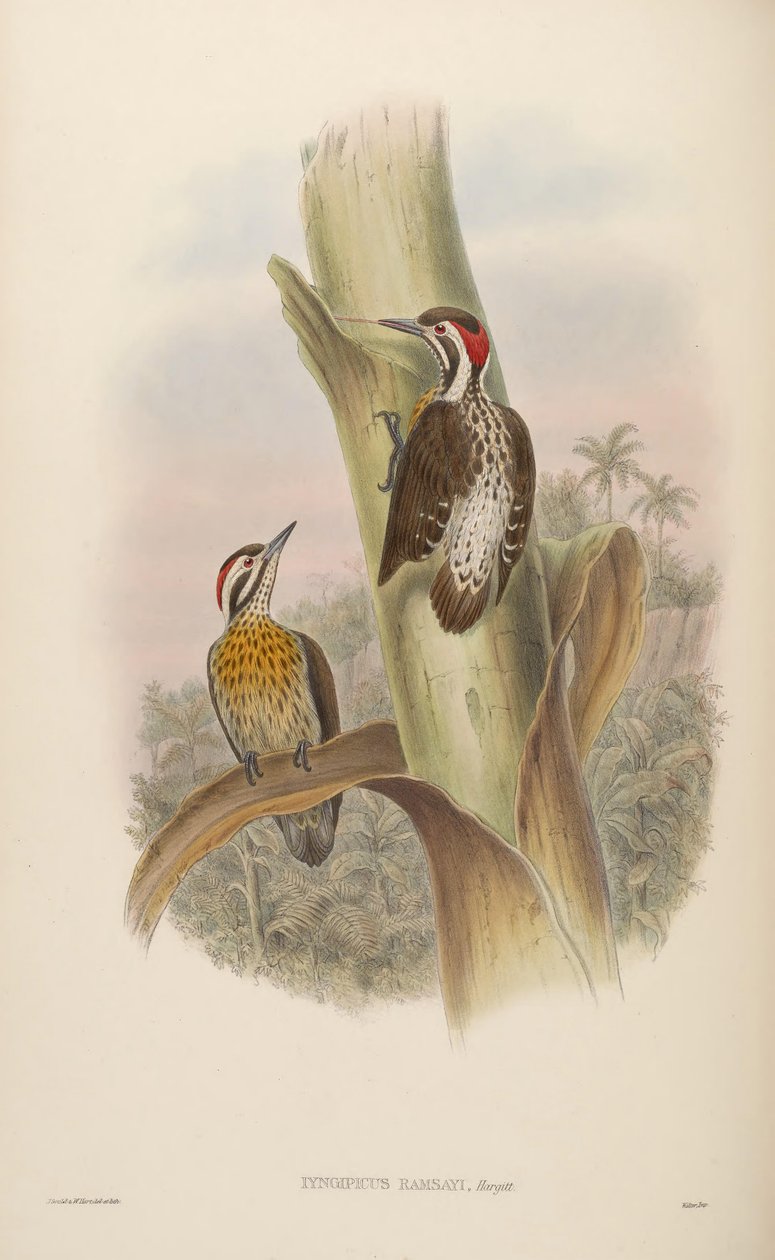 Dendrocopos ramsayi ramsayi von John Gould