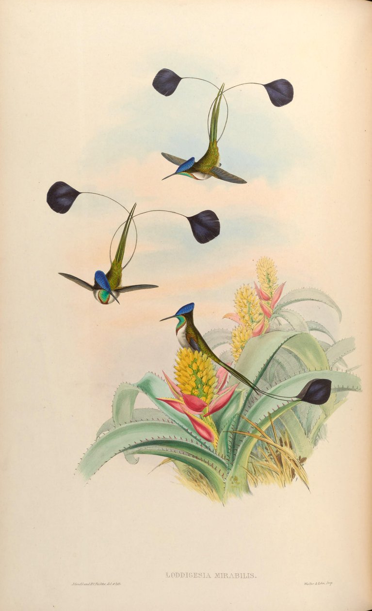 Loddigesia mirabilis von John Gould