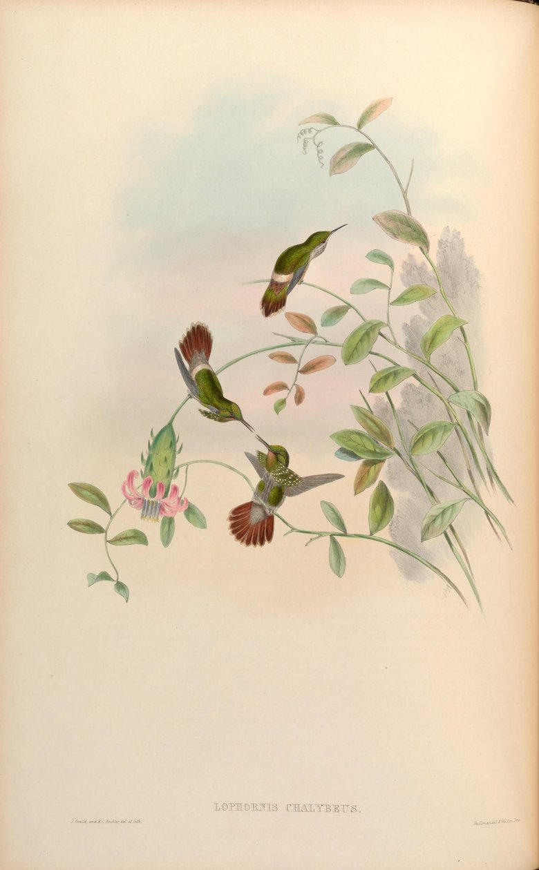 Lophornis chalybaeus von John Gould