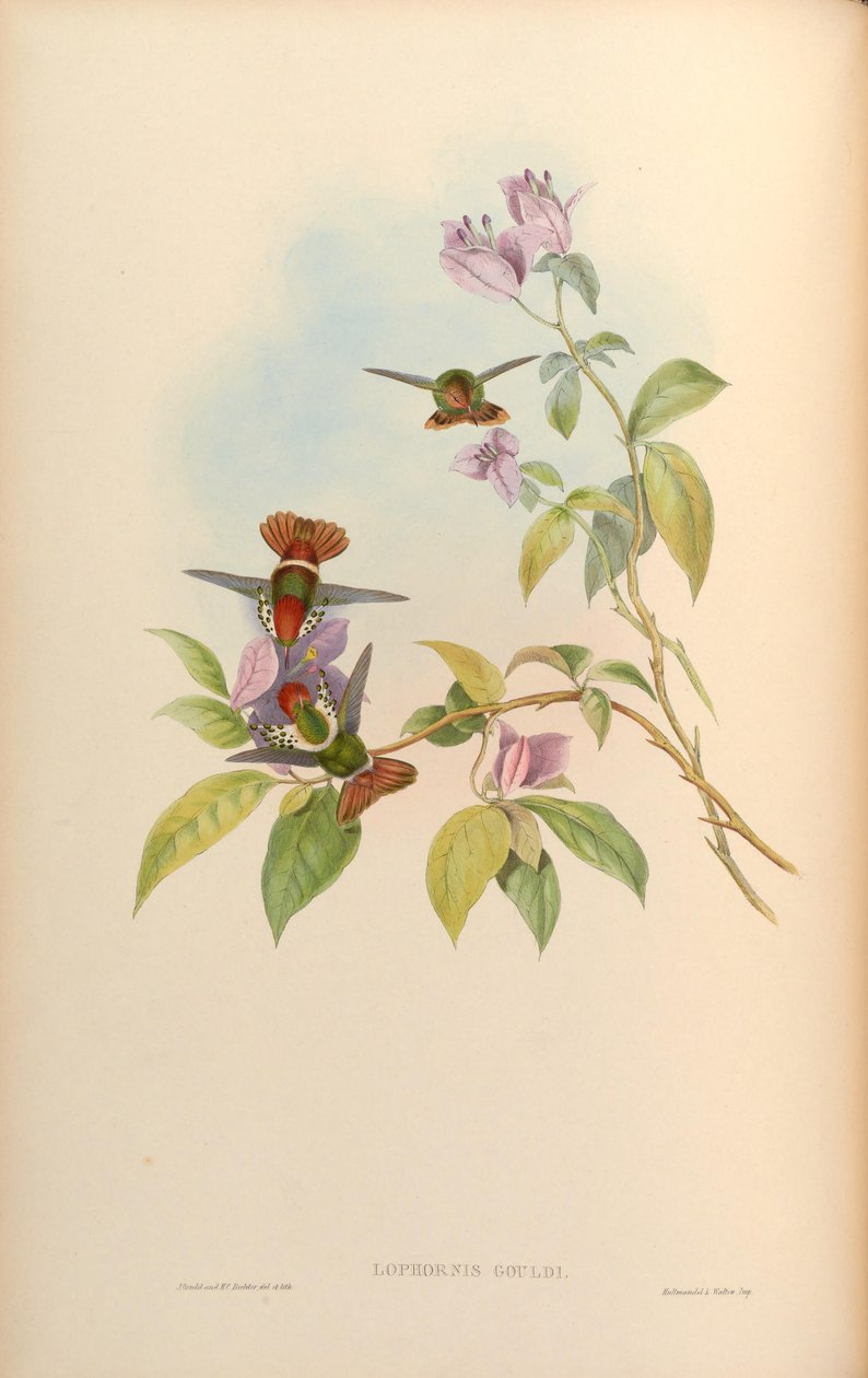 Lophornis gouldii von John Gould