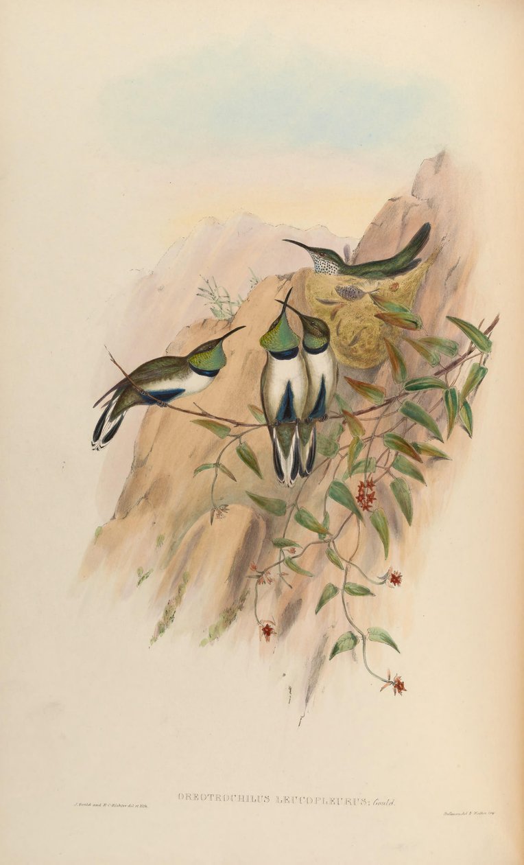Oreotrochilus leucopleurus von John Gould