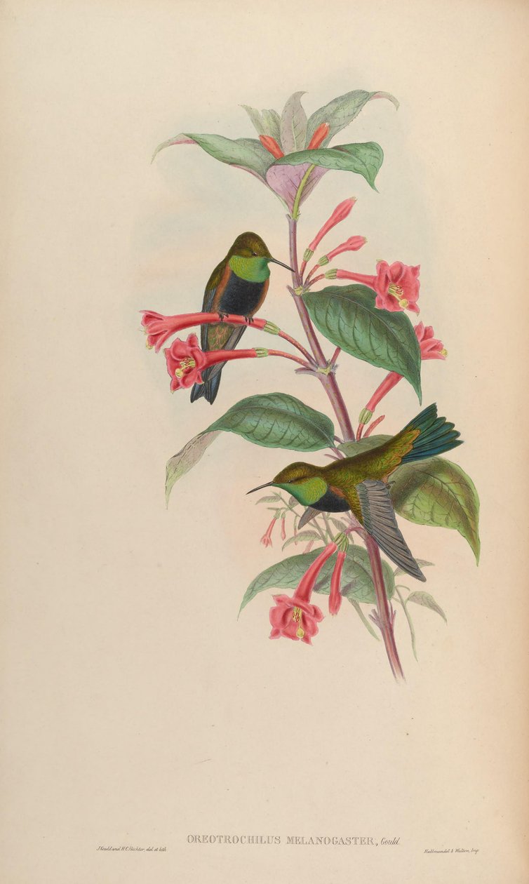 Oreotrochilus melanogaster von John Gould