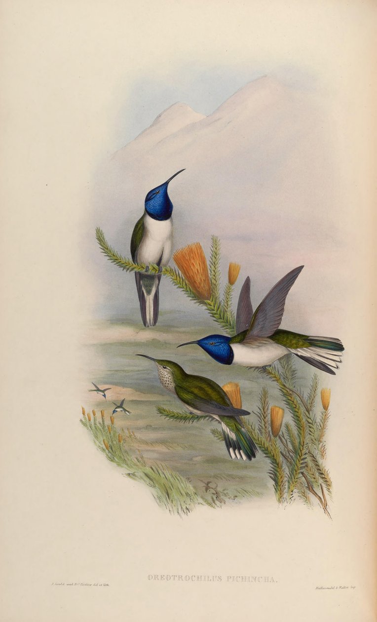 Oreotrochilus pichina = Oreotrochilus chimborazo jamesonii von John Gould