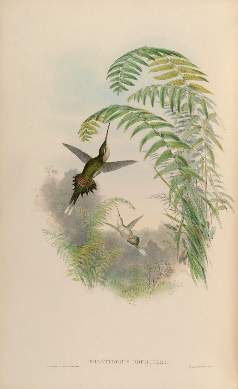 Phaethornis bourcieri von John Gould