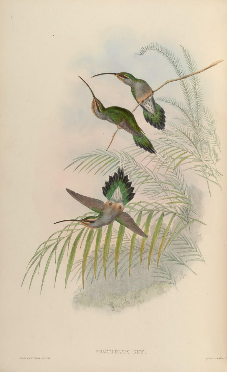 Phaethornis guy von John Gould