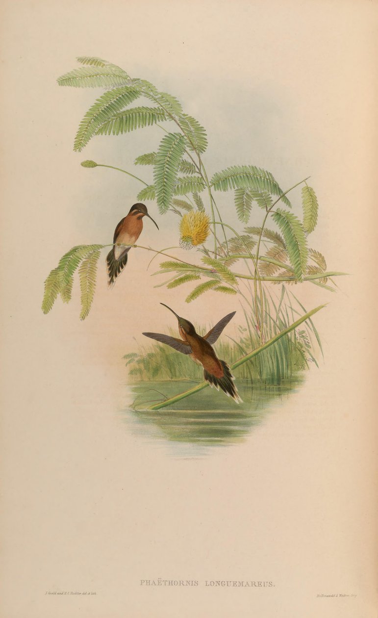 Phaethornis longuemareus von John Gould