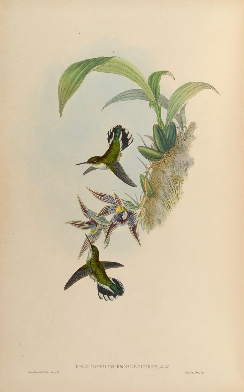 Phlogophilus hemileucurus auf Paphinia cristata (Orchidee) von John Gould