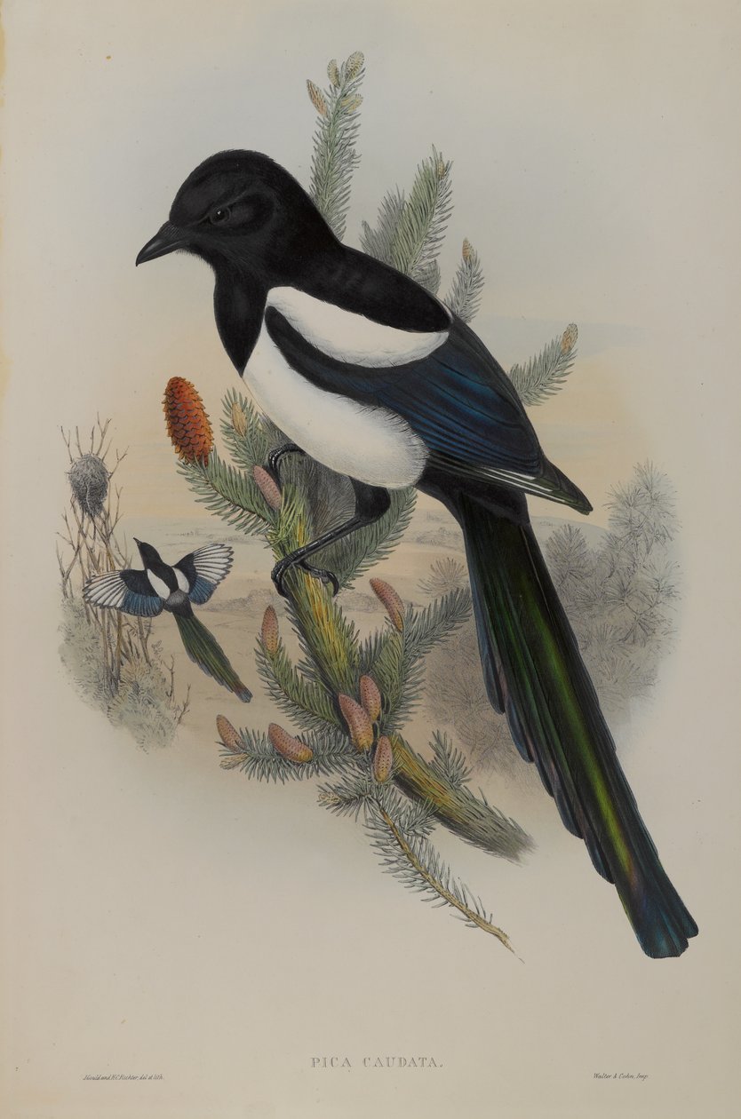 Pica Caudata - Elster von John Gould