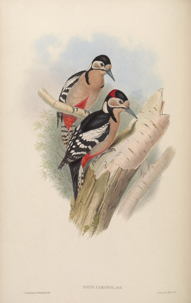 Dendrocopos major cabanisi von John Gould