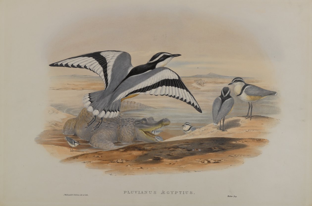 Pluvianus Aegyptius von John Gould