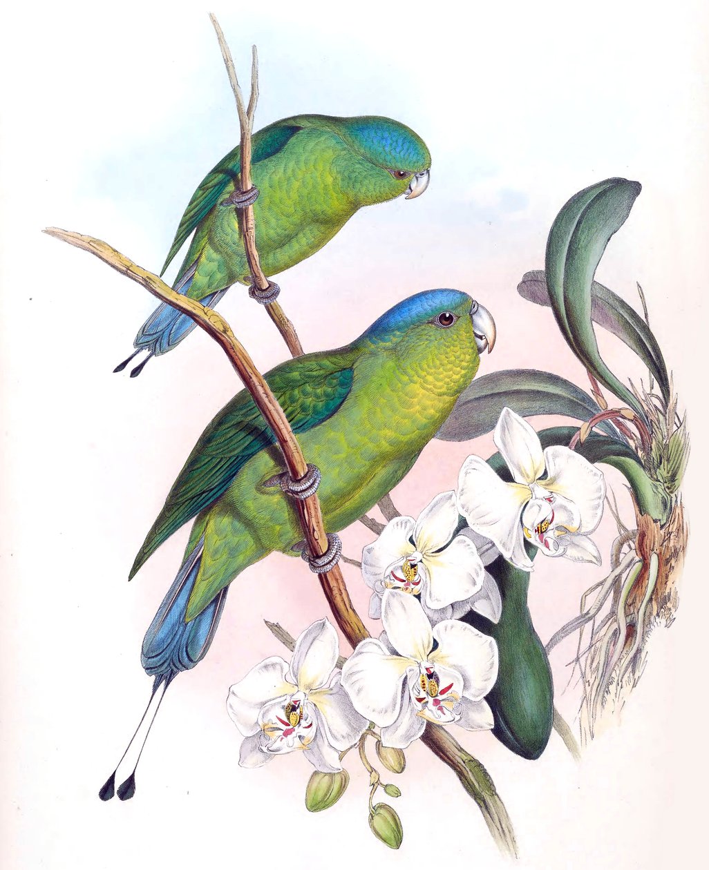 Prioniturus spatuliger = Prioniturus discurus von John Gould