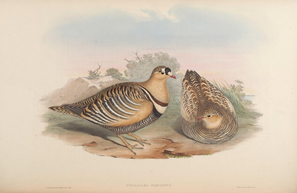 Pterocles fasciatus = Pterocles indicus von John Gould