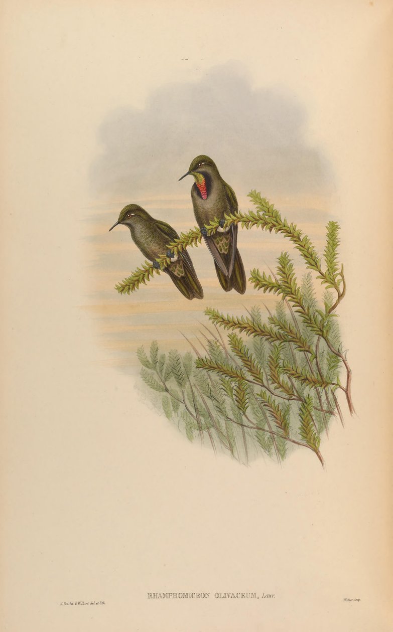 Rhamphomicron olivaceum = Chalcostigma olivaceum von John Gould