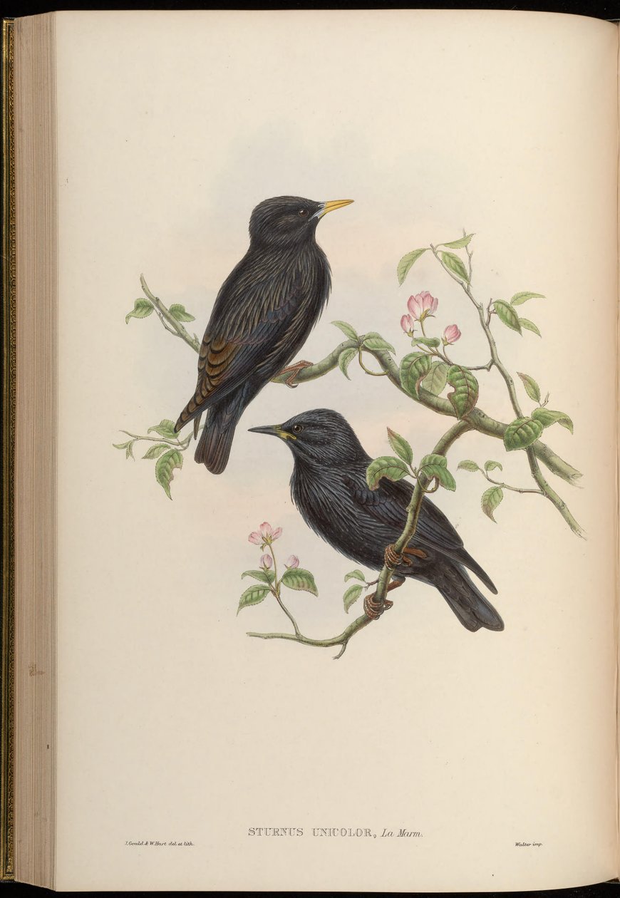 Einfarbstar von John Gould