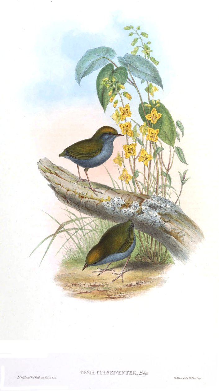 Tesia cyaneiveiventer von John Gould