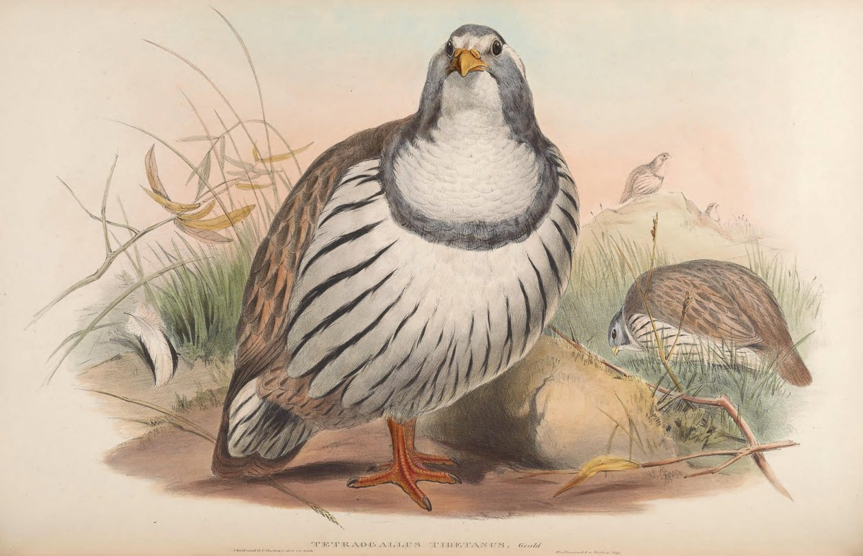 Tetraogallus tibetanus von John Gould