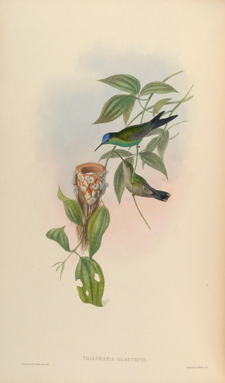 Thalurania glaucopis von John Gould