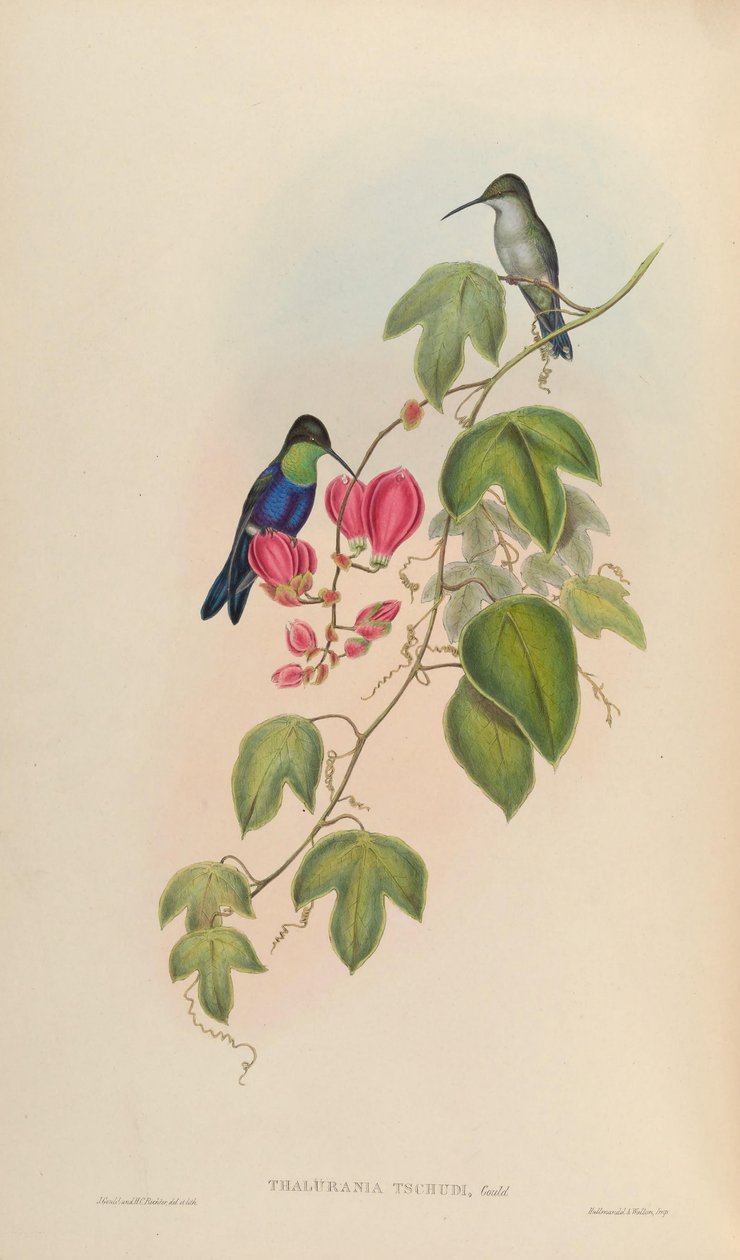 Thalurania tschudii = Thalurania furcata nigrofasciata von John Gould