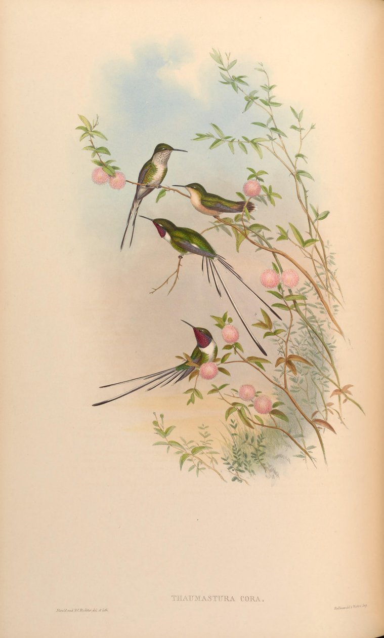 Thaumastura cora von John Gould