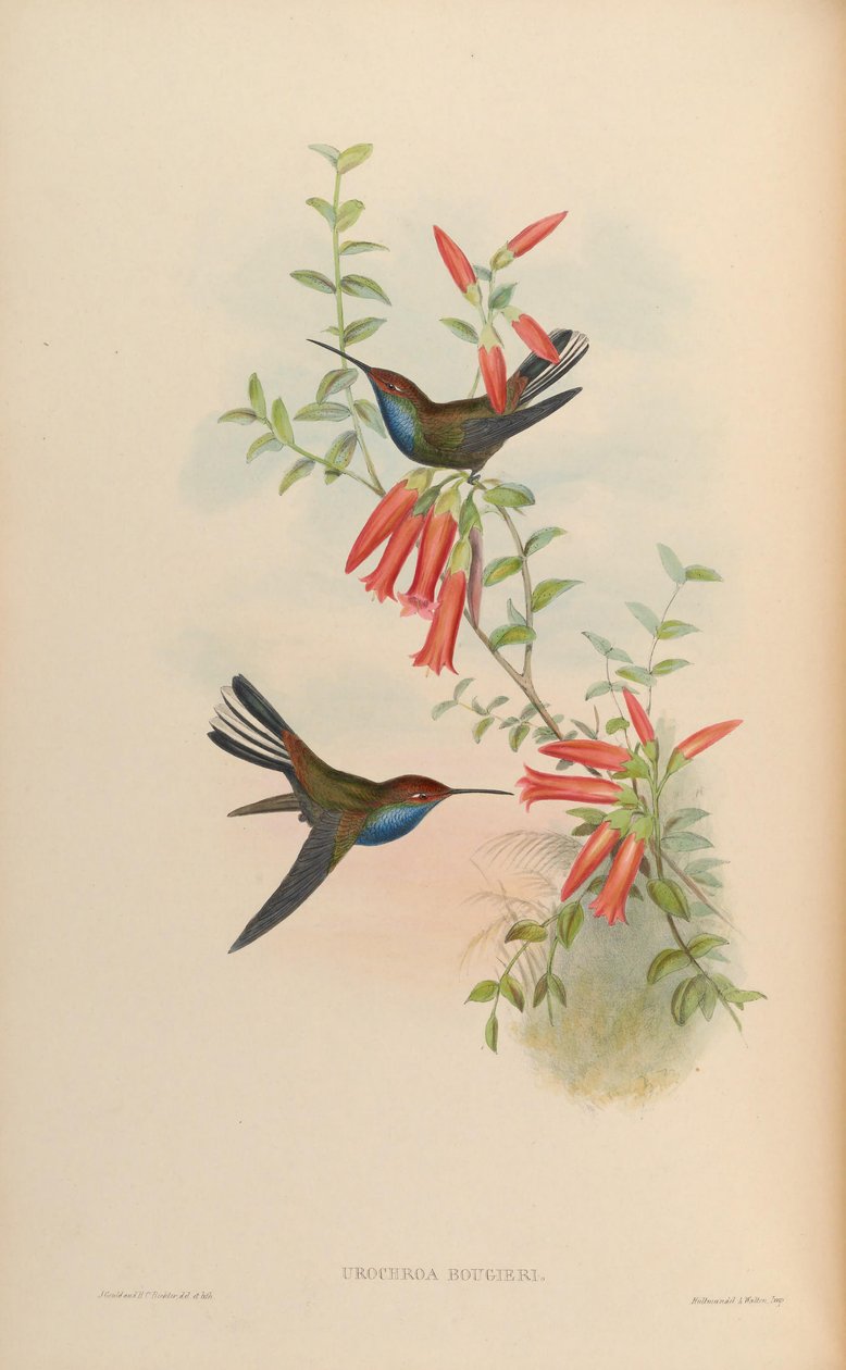 Urochroa bougueri von John Gould