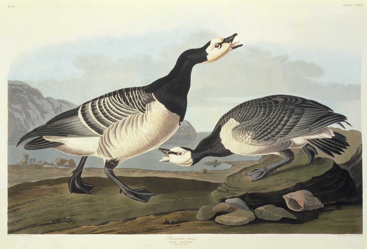 Ringelgänse von John James Audubon