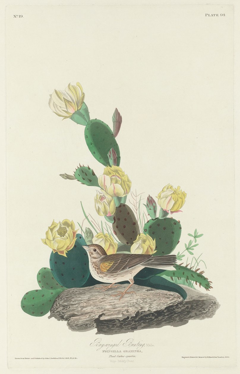 Bay-winged Ammer, 1830 von John James Audubon