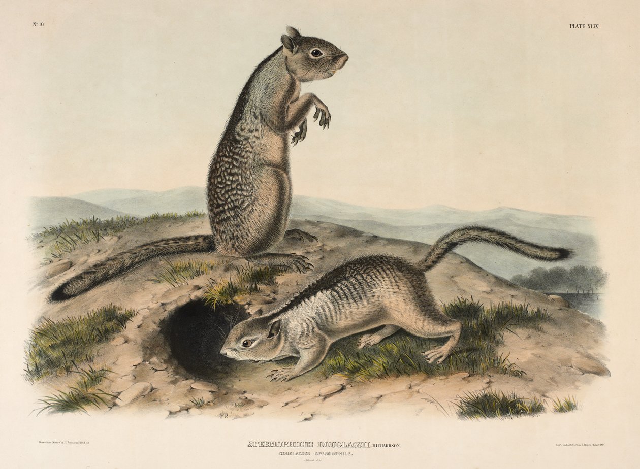 Douglas-Ziesel (Spermophillus Douglassii), 1844 von John James Audubon