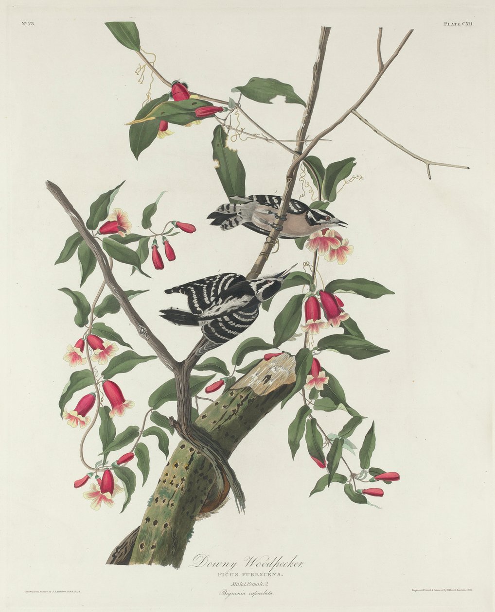 Flaumspecht, 1831 von John James Audubon